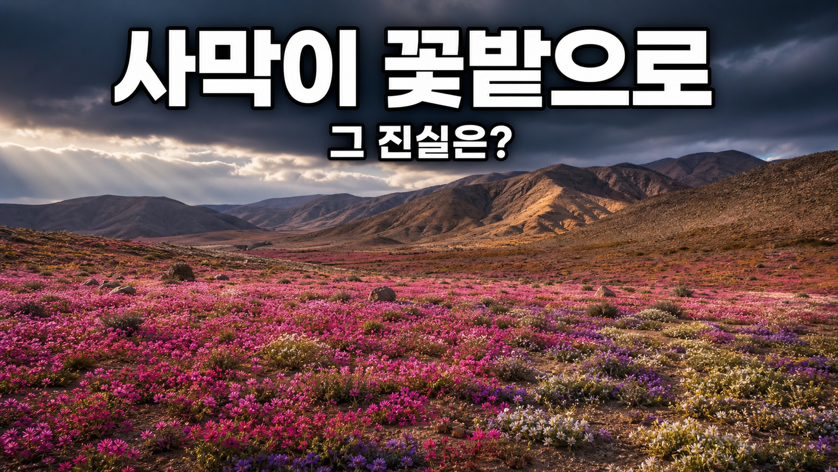 세계에서 가장 건조한 사막이 꽃밭으로? 아타카마 '꽃피는 사막'의 비밀