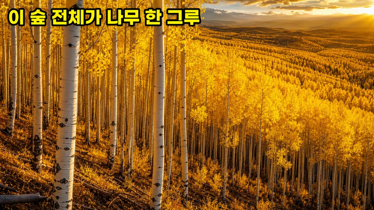 유타의 판도, 8만 년이라던 나이가 다시 계산됐다