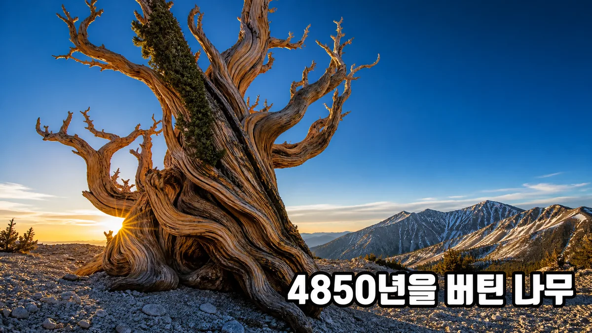 AI로 재현한 화이트마운틴 능선의 뒤틀린 브리슬콘 소나무
